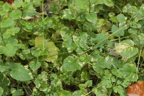 Ramularia episphaeria