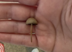 Panaeolus foenisecii