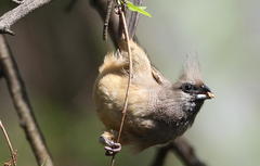 Colius striatus minor