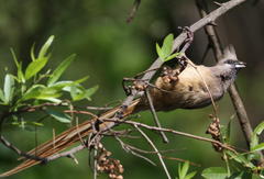 Colius striatus minor