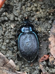 Sphaeroderus stenostomus