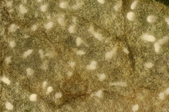 Phacellium episphaerium