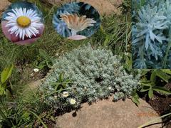 Helichrysum argentissimum