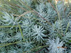 Helichrysum argentissimum