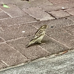 Passer domesticus