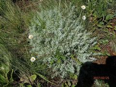 Helichrysum argentissimum