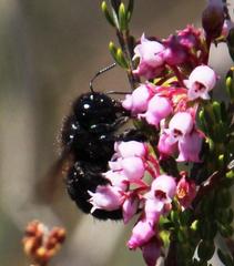 Erica verecunda