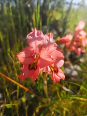 Gladiolus meliusculus
