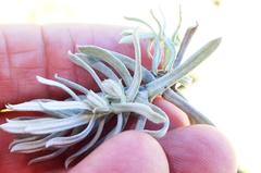 Helichrysum argentissimum