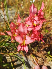 Gladiolus meliusculus