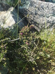 Muraltia macropetala