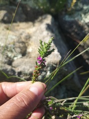 Muraltia macropetala