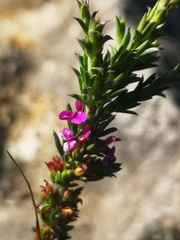 Muraltia macropetala