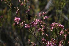 Erica verecunda