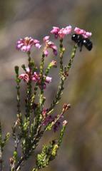 Erica verecunda