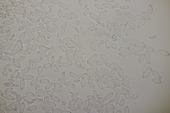 Phacellium episphaerium