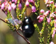 Erica verecunda
