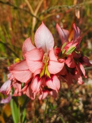 Gladiolus meliusculus