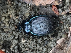 Sphaeroderus stenostomus