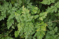 Puccinia chaerophylli