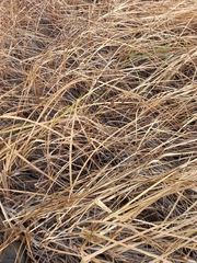 Carex podocarpa