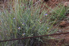Lotononis azureoides