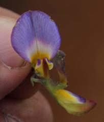 Lotononis azureoides