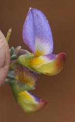 Lotononis azureoides