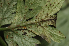 Puccinia chaerophylli