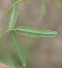 Rhynchosia totta totta