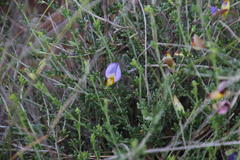 Lotononis azureoides