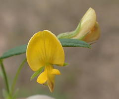 Rhynchosia totta totta