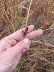 Juncus haenkei