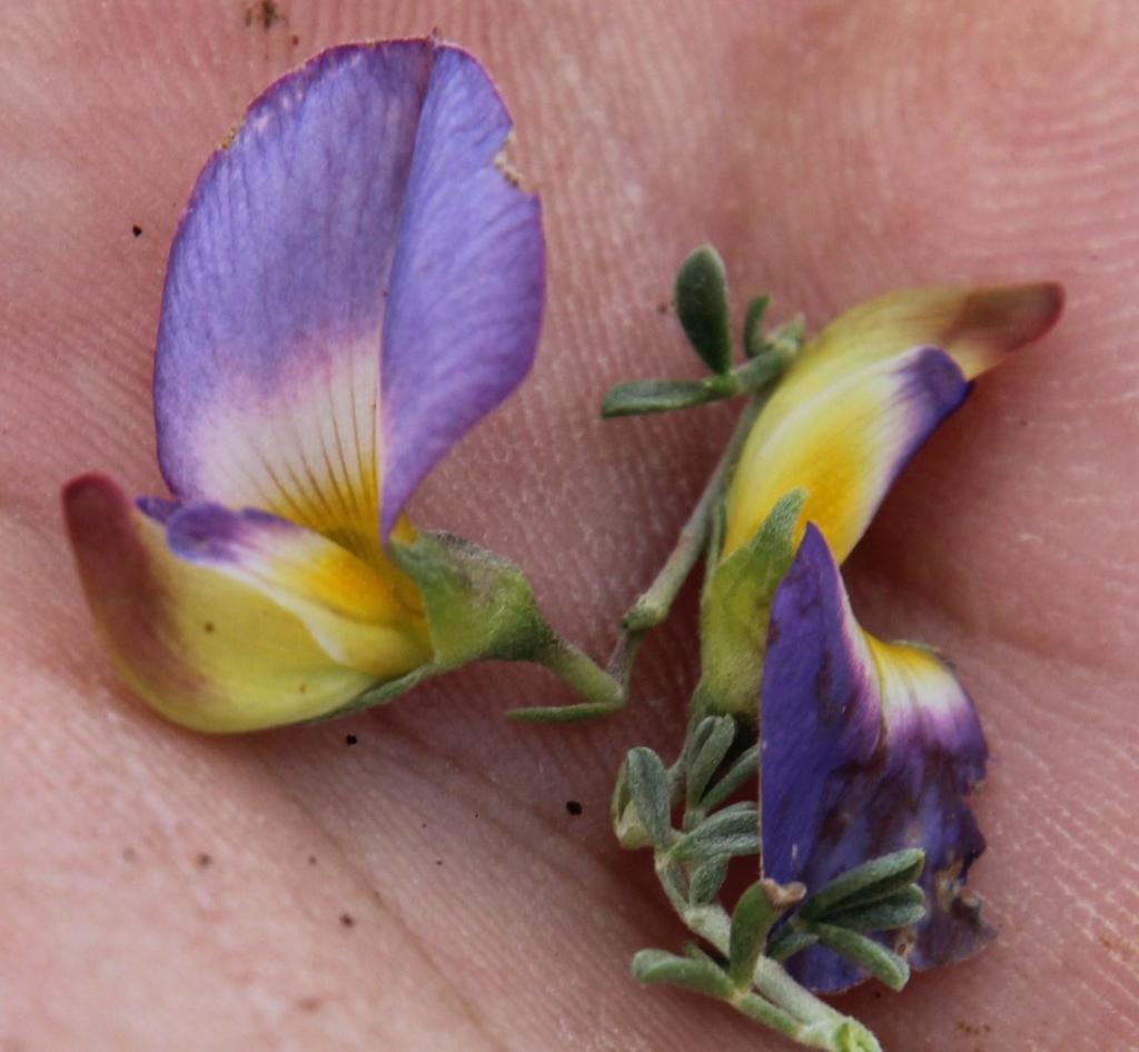 Lotononis azureoides