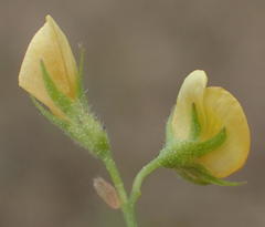 Rhynchosia totta totta