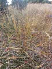 Juncus haenkei