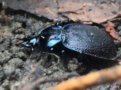 Sphaeroderus stenostomus