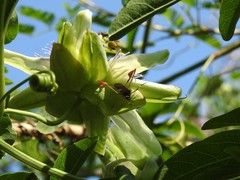 Anisoscelis marginellus