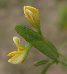 Rhynchosia totta totta