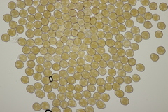 Puccinia chaerophylli