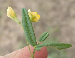 Rhynchosia totta totta