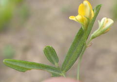 Rhynchosia totta totta