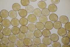 Puccinia chaerophylli