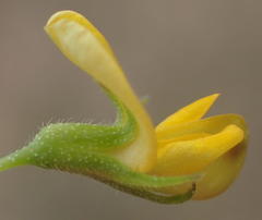 Rhynchosia totta totta