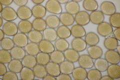 Puccinia chaerophylli