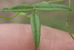 Rhynchosia totta totta