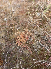 Potentilla fragiformis