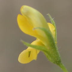 Rhynchosia totta totta