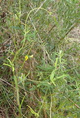 Rhynchosia totta totta