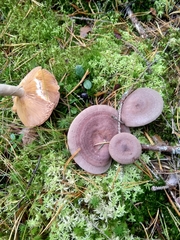 Lactarius mammosus